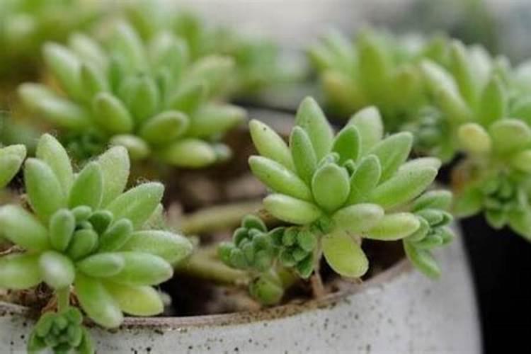 多肉植物用什么肥料比较好