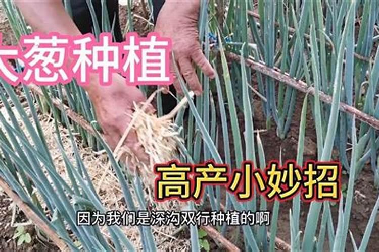 大葱栽培种植需要施啥肥料