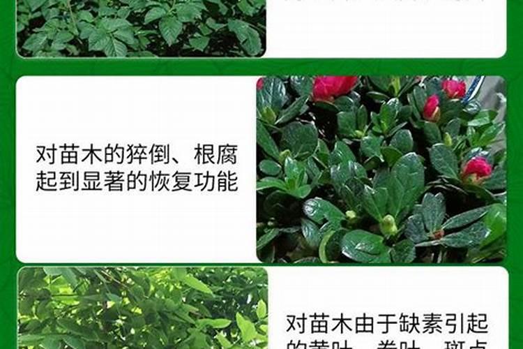 月季什么时候可以施肥