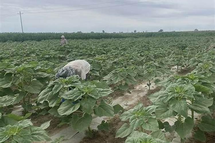 盐碱地种植向日葵产量高吗花卉百科
