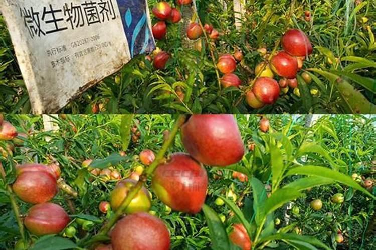 升化黄腐酸钾可以和矿原腐植酸钾合用吗