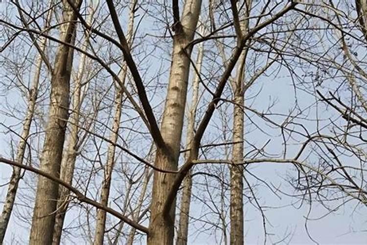 玉米什么时候施肥好 追啥肥料好