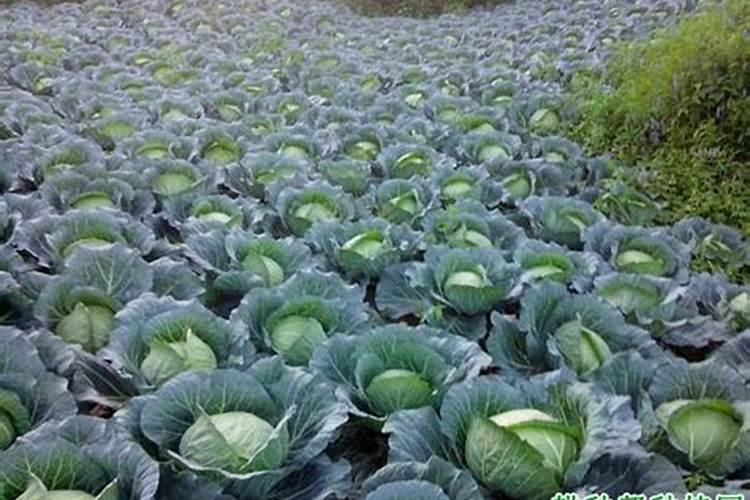 孢子甘蓝的种植效益如何