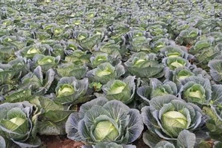 不同蔬菜如何选择叶面肥,不同蔬菜叶面肥的选择方法？
