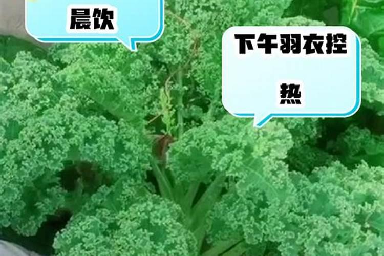 甘蓝制种苗倒载后不长用啥叶面肥