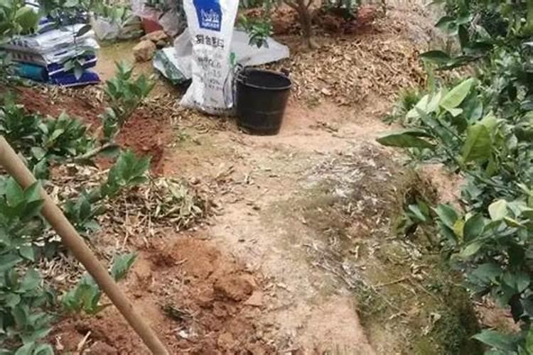 葡萄膨果专用肥哪里能买到