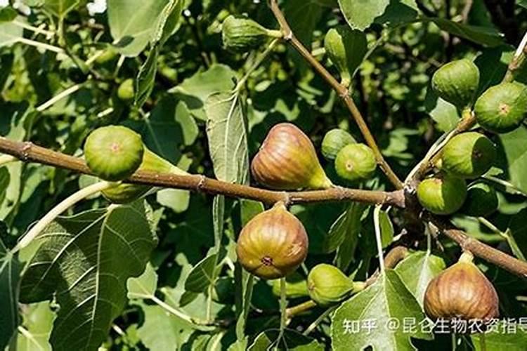 磷酸二氢钾能不能用来灌根,有什么需要注意的吗？