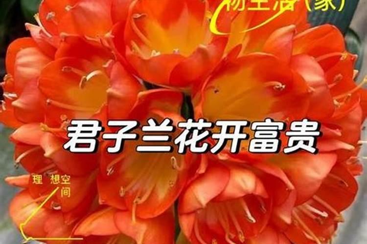 君子兰怎么施肥