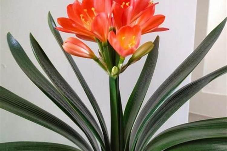 君子兰施肥需施什么肥料