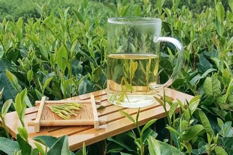 怎样施肥才有好绿茶啊