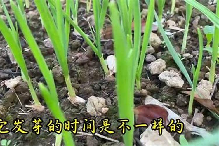 蒜苗适合用什么叶面肥
