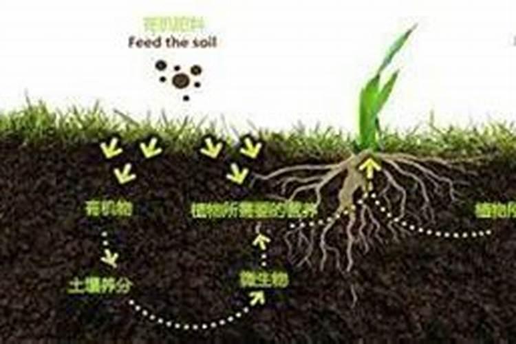有机肥对农作物有什么作用 附正确的使用方法