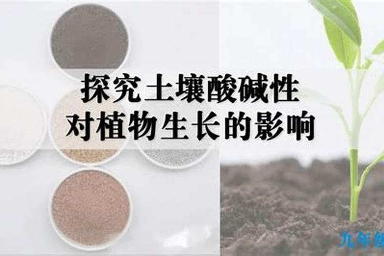 月季施什么肥开花最好
