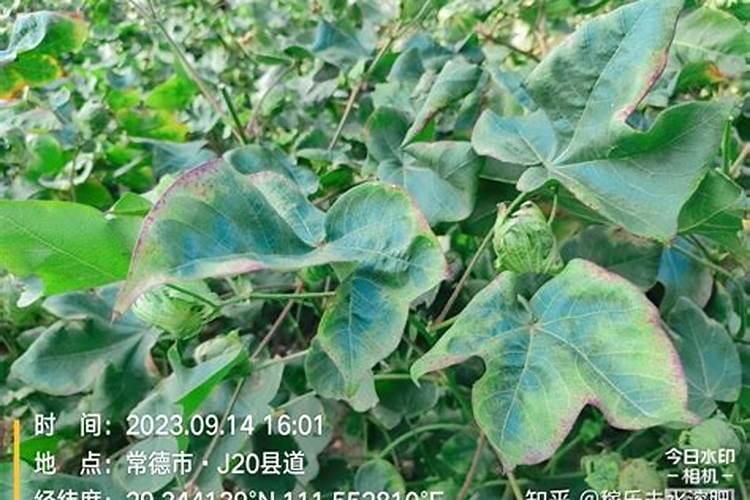 氮肥有哪几种叶面肥为氮肥