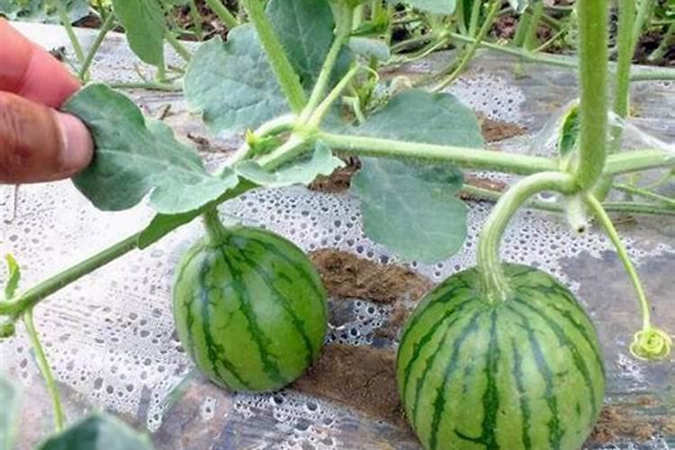 西瓜膨大期用什么肥料