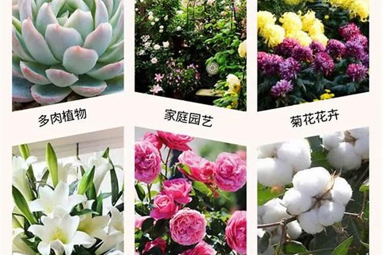 草莓开花了可以施什么肥