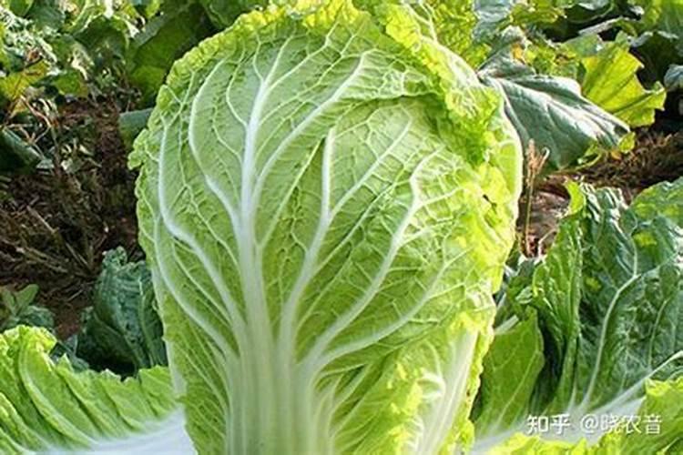 钙镁磷肥虾塘一亩用多少斤