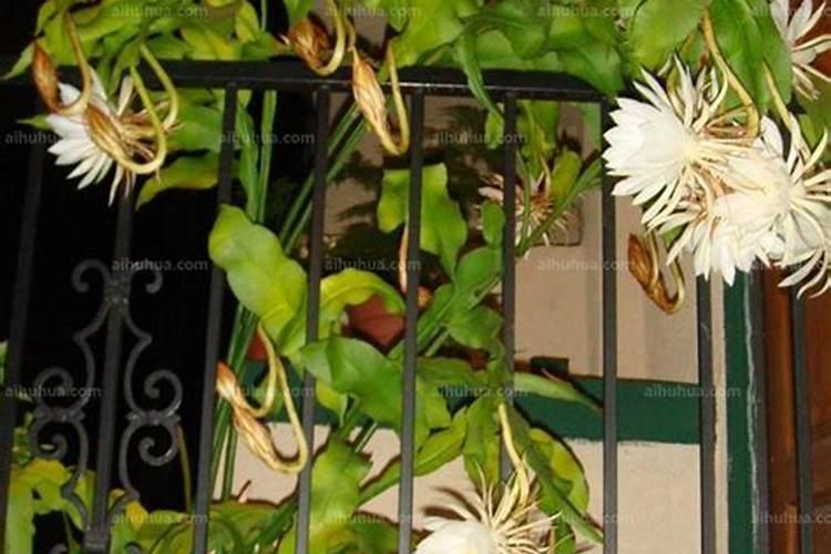 养昙花需要什么肥料,养昙花需要什么肥料和水