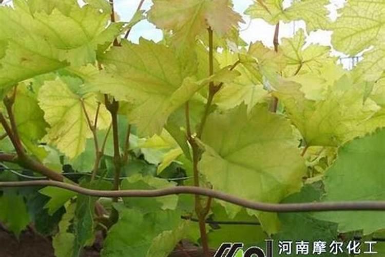 氮肥如何被植物吸收的？