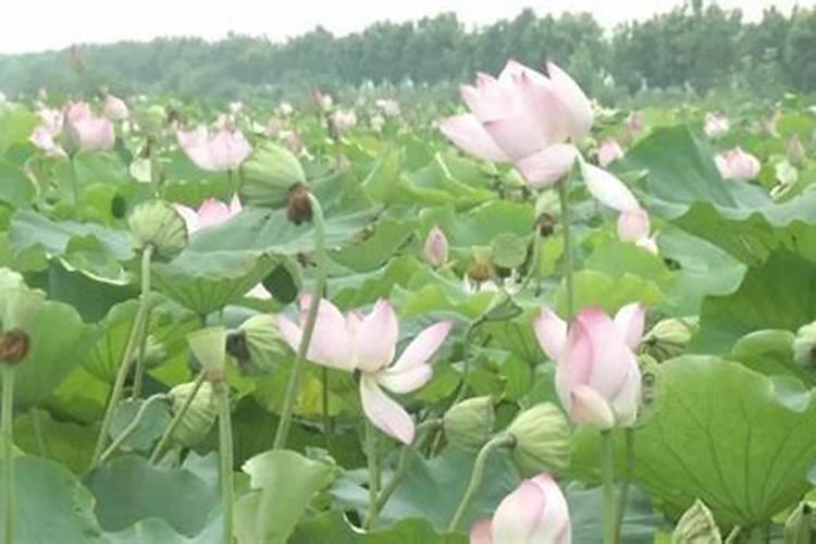 莲子怎么种 莲子种植方法