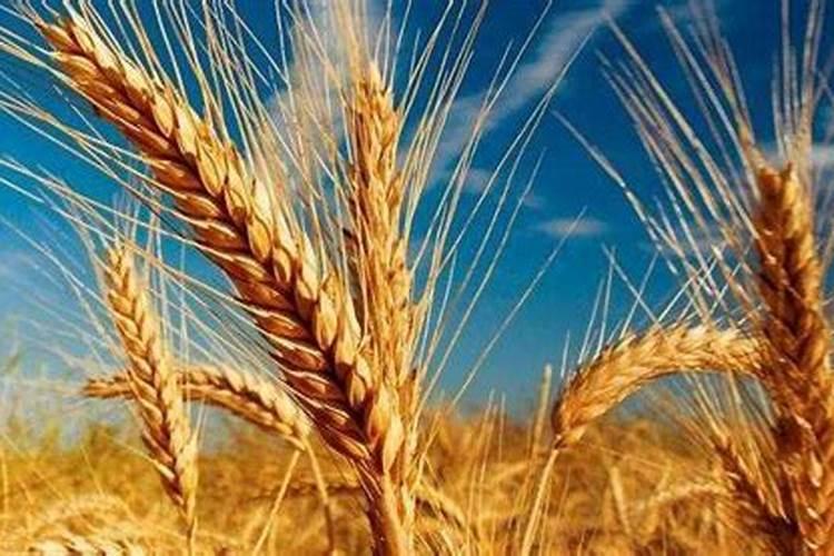 小麦叶尖发黄干枯怎么治