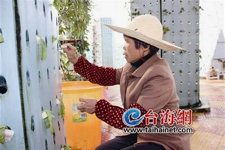 种菜用什么化肥最好