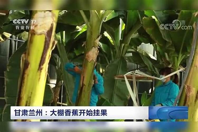 香蕉叶喷钾宝肥料可以吗