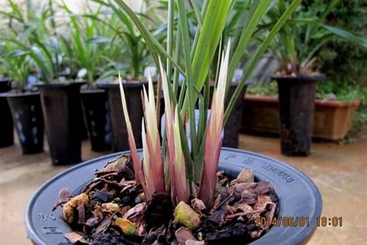 什么肥料对兰花发芽生根开花最好