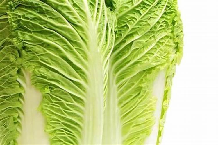 种植大白菜怎样施肥才产量高(种大白菜需要什么底肥)