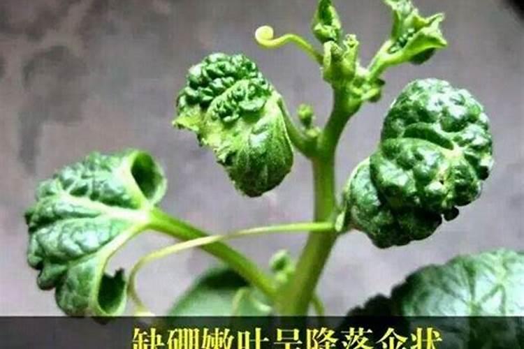硼肥的作用 缺硼和硼肥过量症状