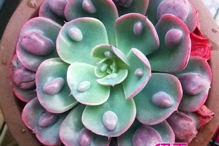 多肉植物可以施氮肥吗