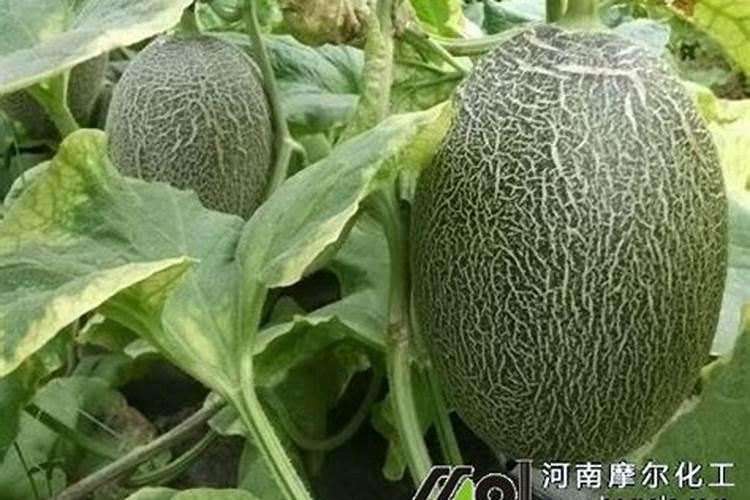 甘薯病毒病症状与防治方法