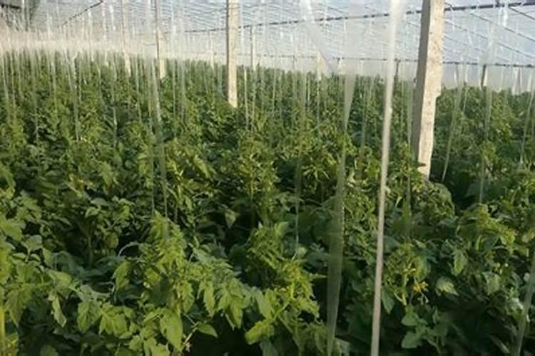 芸苔素注意事项