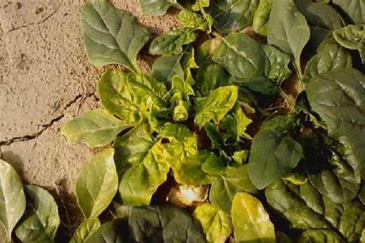 菠菜快速生长适合用什么肥料