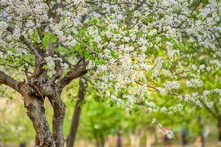 叶面肥有哪些品牌