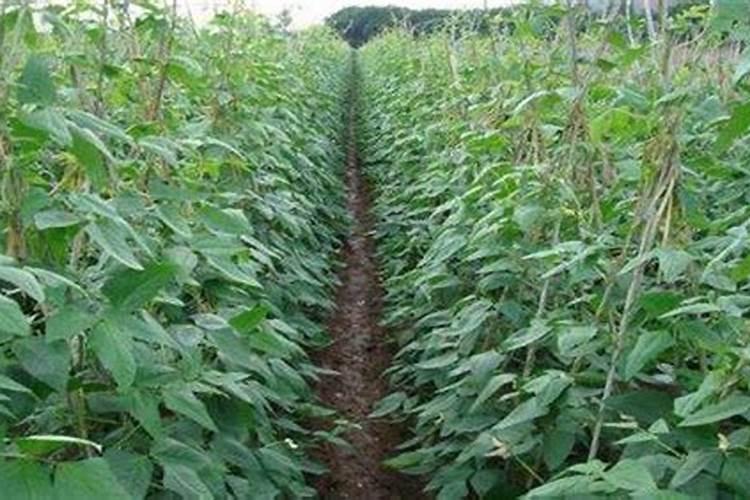 种豆角如何使用氮肥？可以实现豆角高产吗？