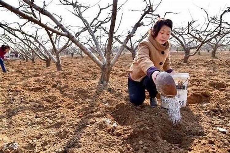 水溶肥每株苹果施多少斤