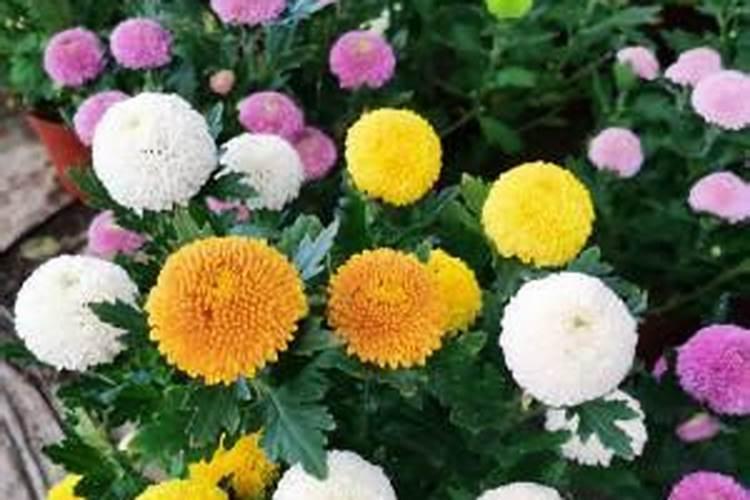 养出漂亮菊花的施肥标准是什么？