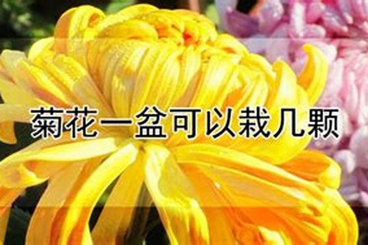 菊花怎么施肥