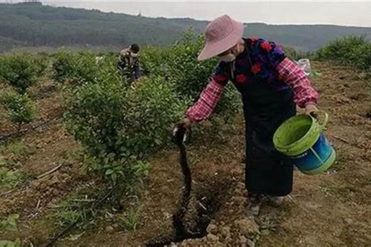 沙糖桔树苗高产种植技术 砂糖橘怎么养殖