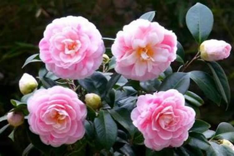茶花可以施复合肥吗 什么时候施肥合适
