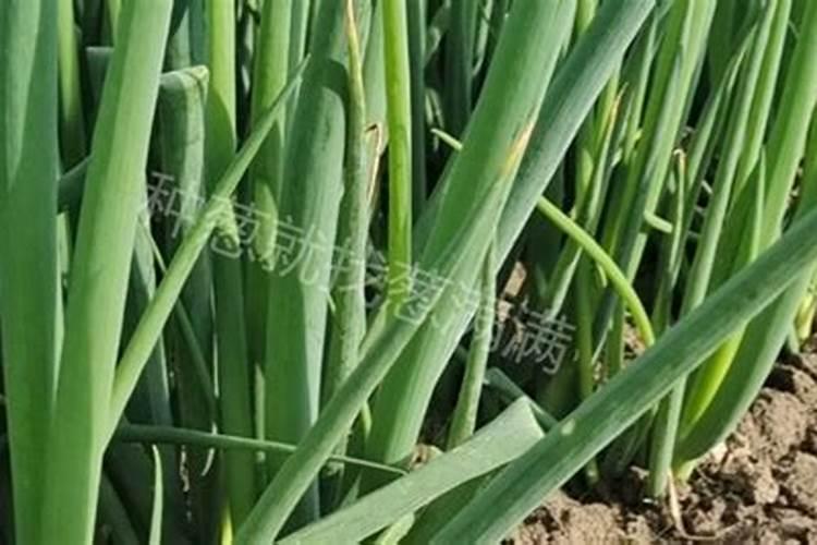 大葱施肥用什么肥料好