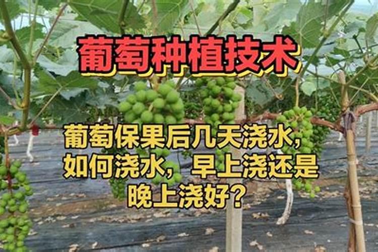 矿源黄腐酸钾在葡萄上什么时候用好？多久冲施一次促果增产