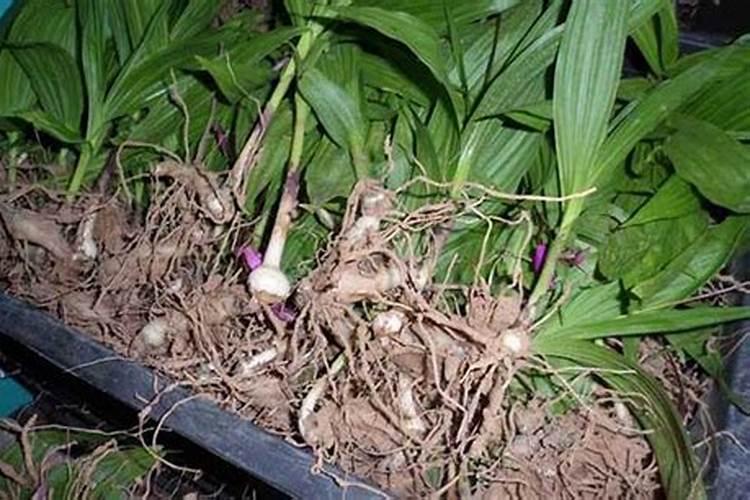 白芨施什么肥最好