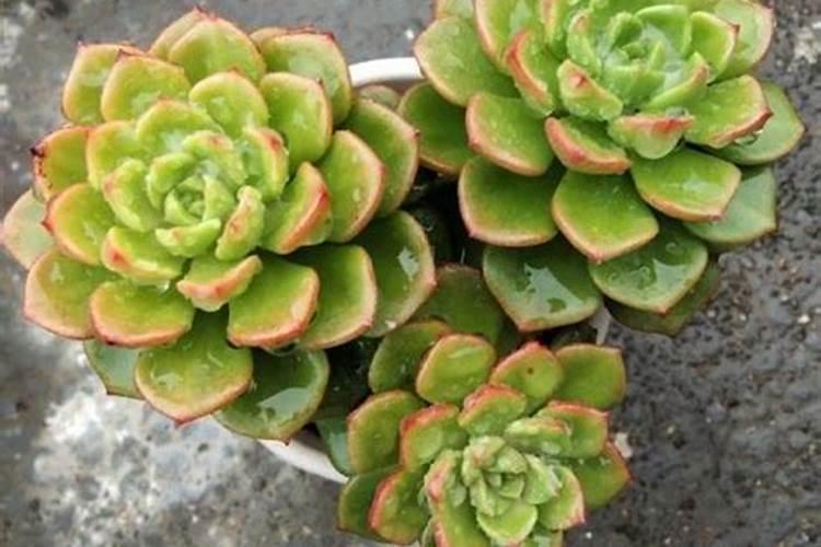 多肉施肥用什么肥料,如何给多肉施肥