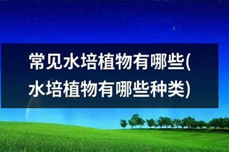 水培蔬菜时,如何正确使用硝态氮与铵态氮哪个见效快？