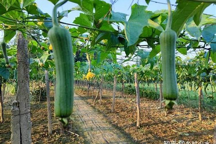丝瓜适合用什么肥料？
