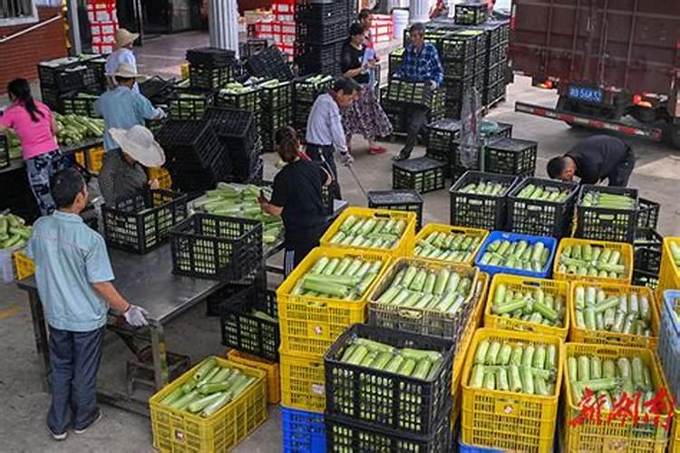 瓜类植物上什么肥料？