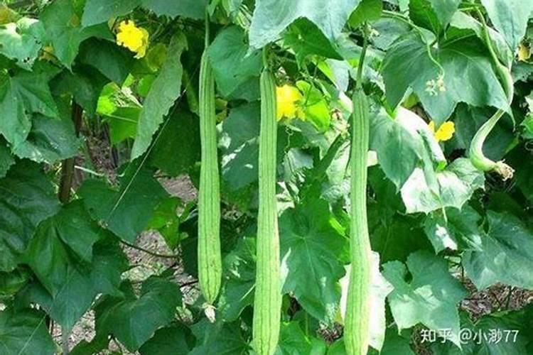 丝瓜光开花不结果叶子多什么原因(要怎样整理才会结果)
