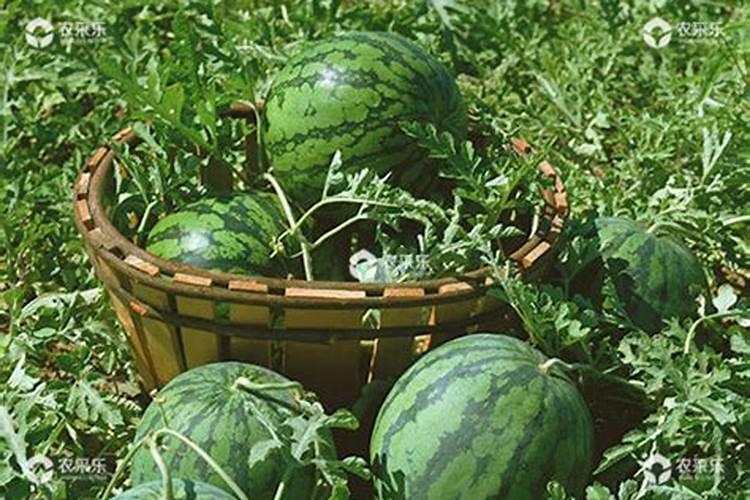 西瓜膨大期用什么肥料